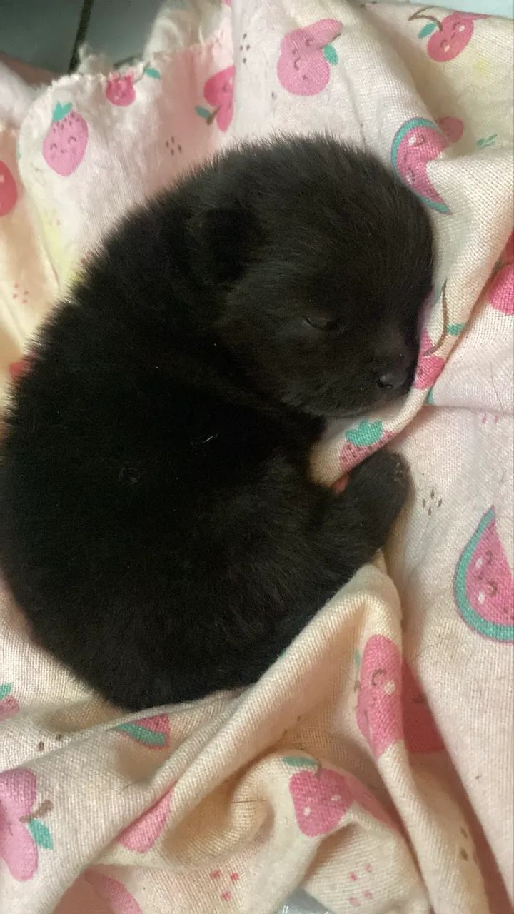 Cachorro  - Foto 3