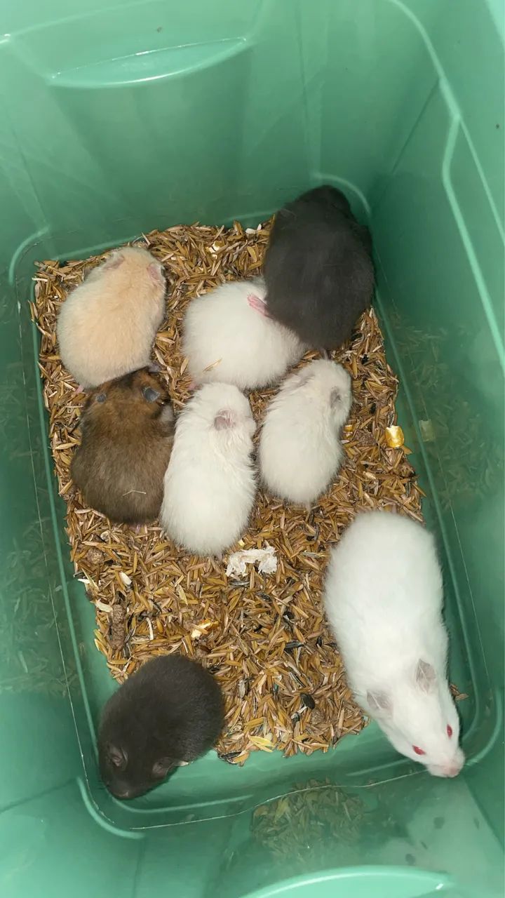Hamster filhotes 