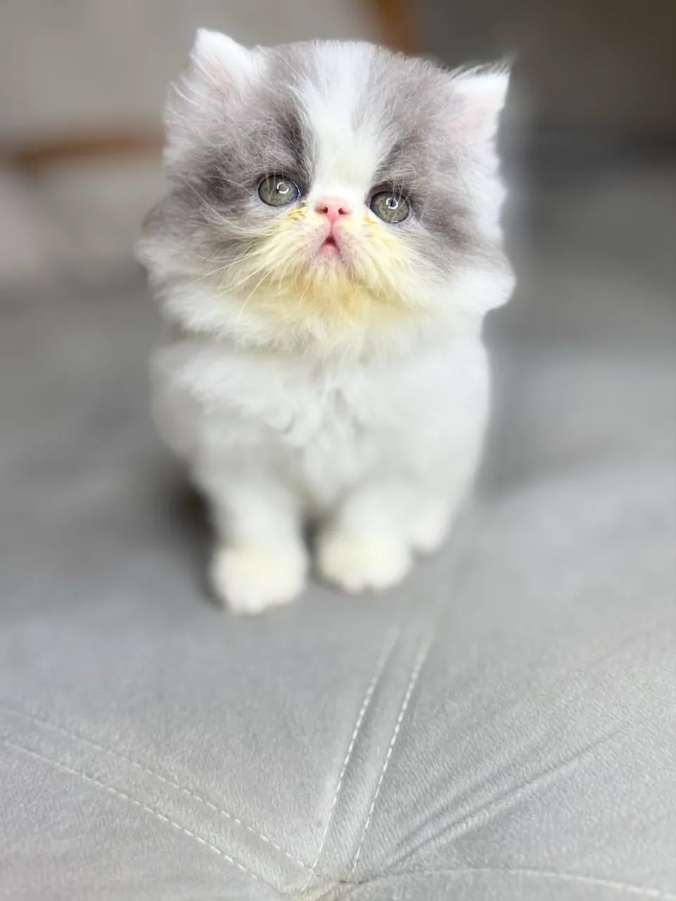 Gato persa - Foto 4