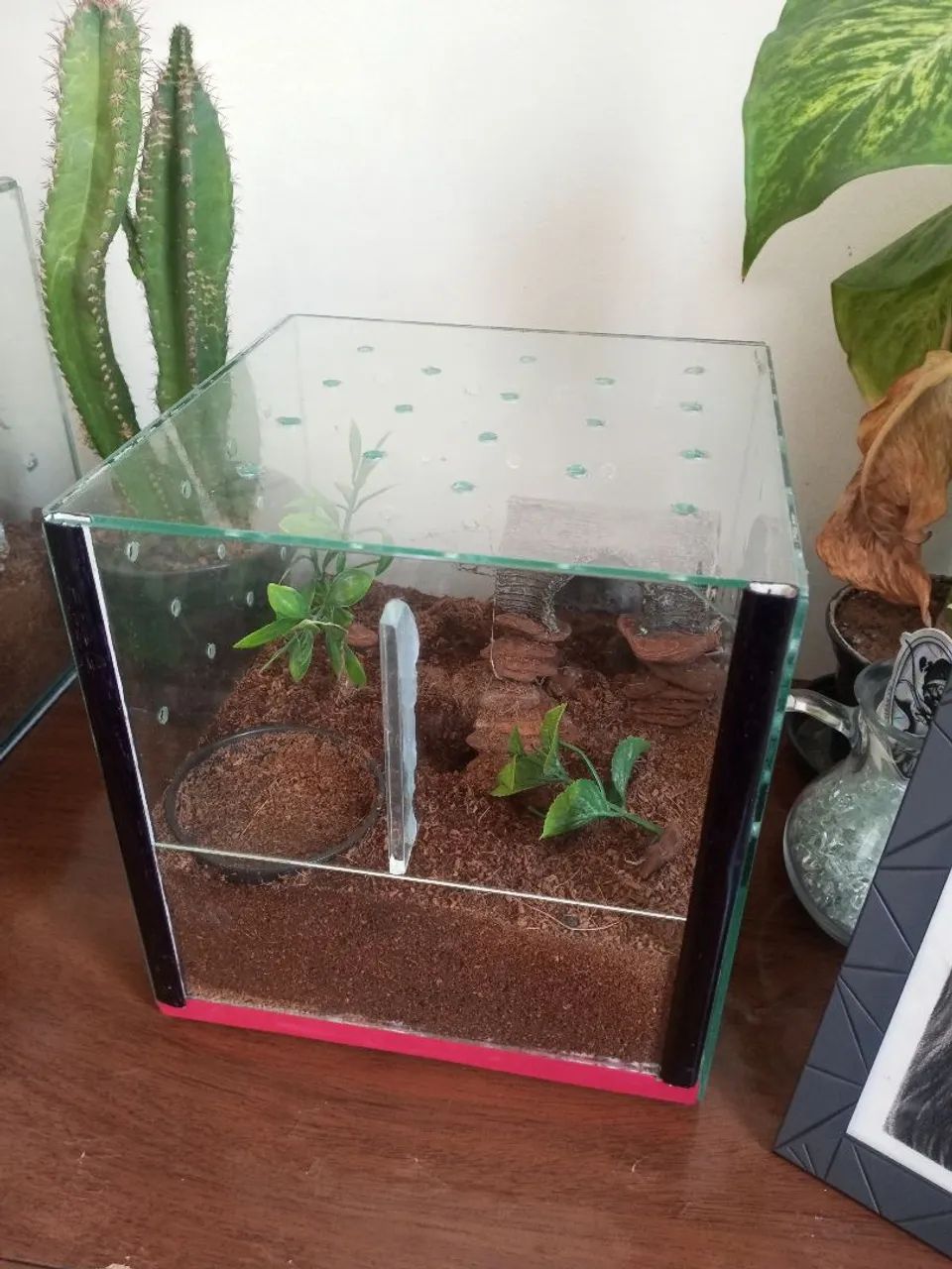 Terrário 