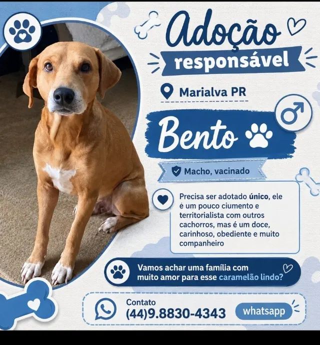 ADOÇÃO RESPONSÁVEL - BENTO 
