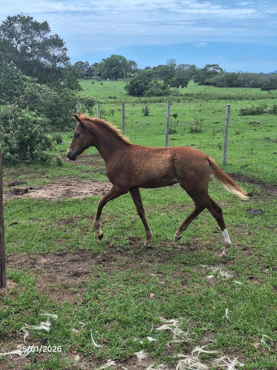 Potro mangalarga marchador 