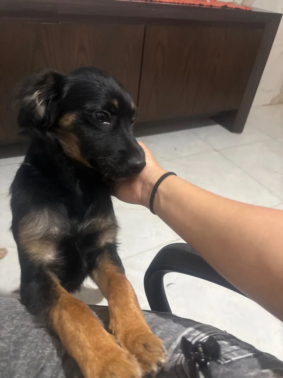 CACHORRO DOAÇÃO  - Foto 2