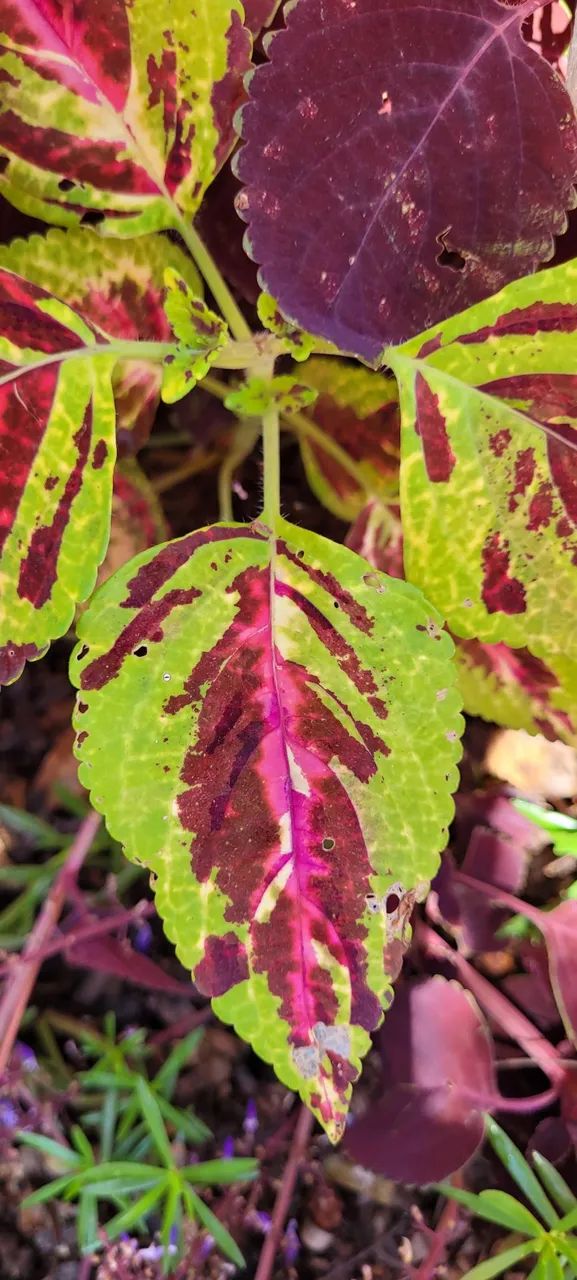 Muda de coleus unidade  - Foto 4