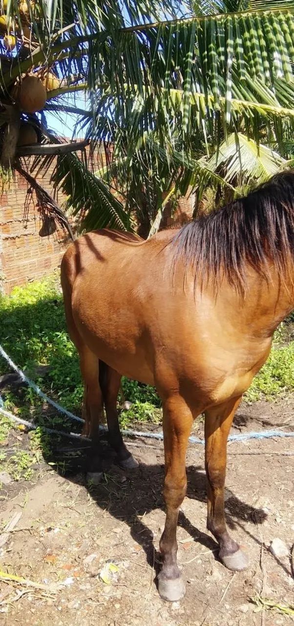 Cavalo  - Foto 4