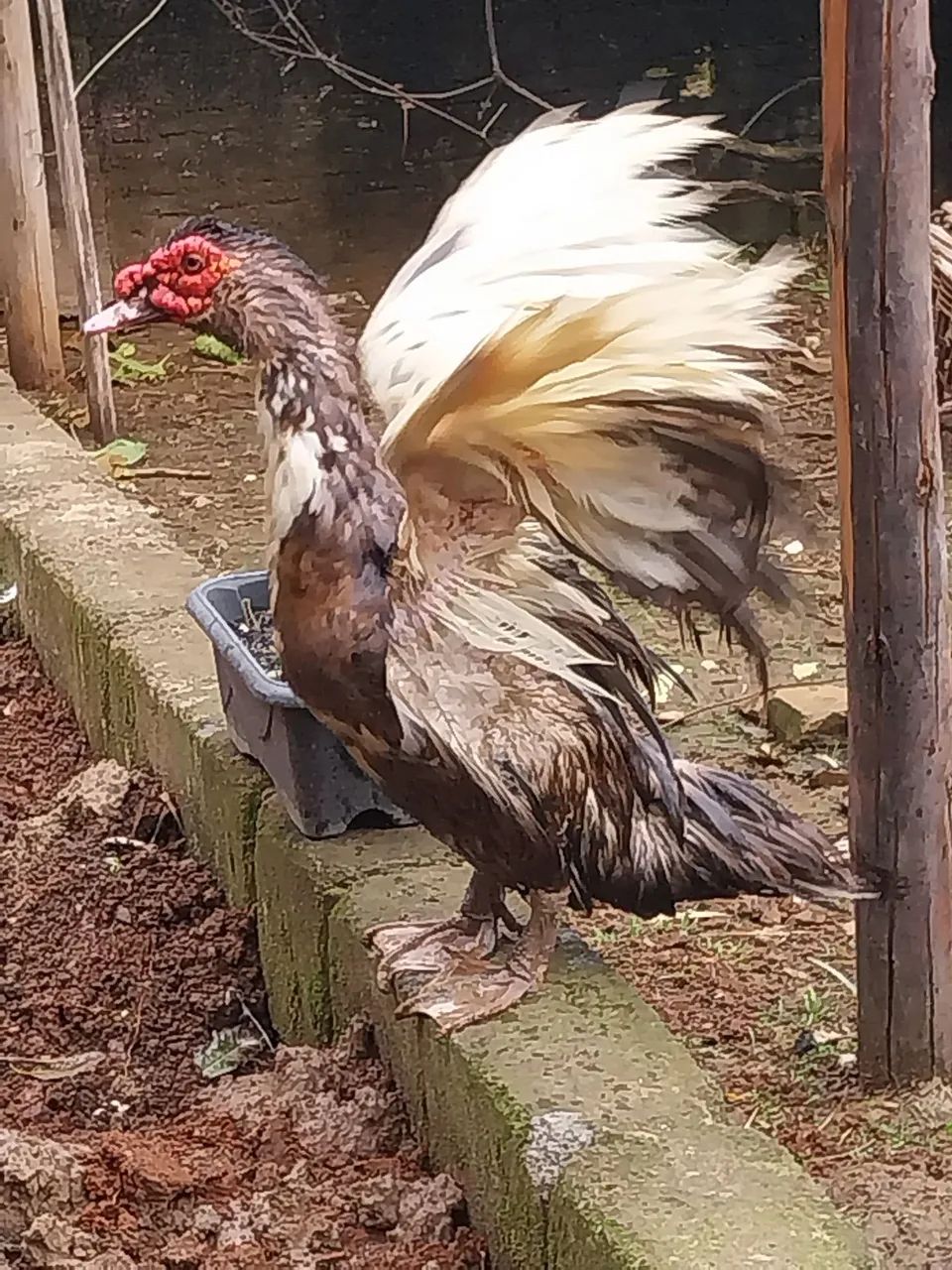 Vendo pato adulto