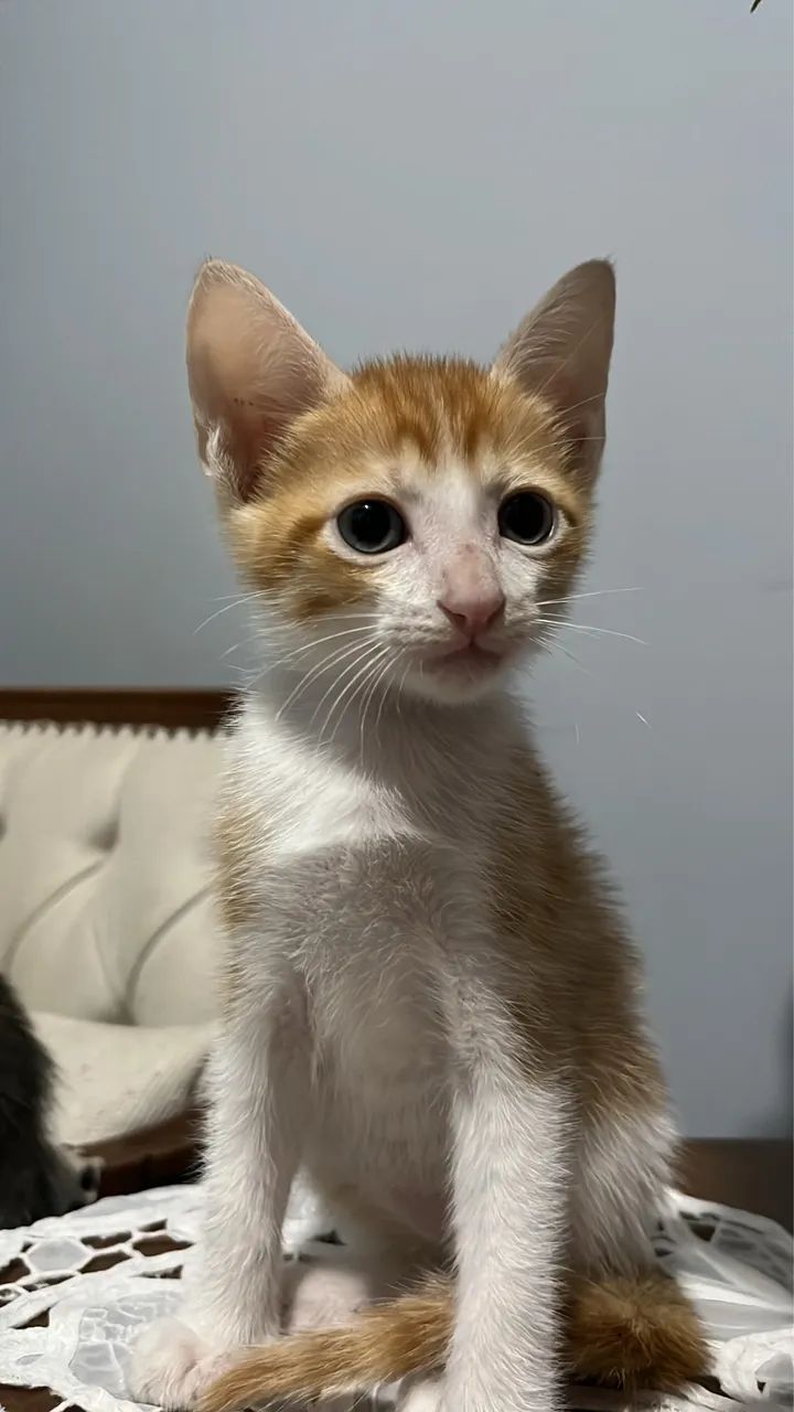 FILHOTES DE GATO - Foto 2
