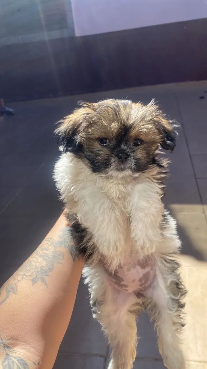 Lhasa apso  - Foto 2