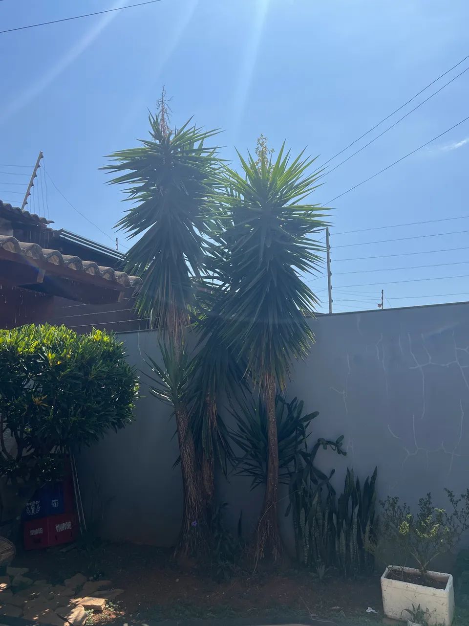 Mudas Iúcas (Yucca elephantipes ) - Foto 3