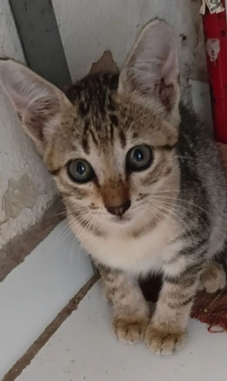 Gatos - Foto 2