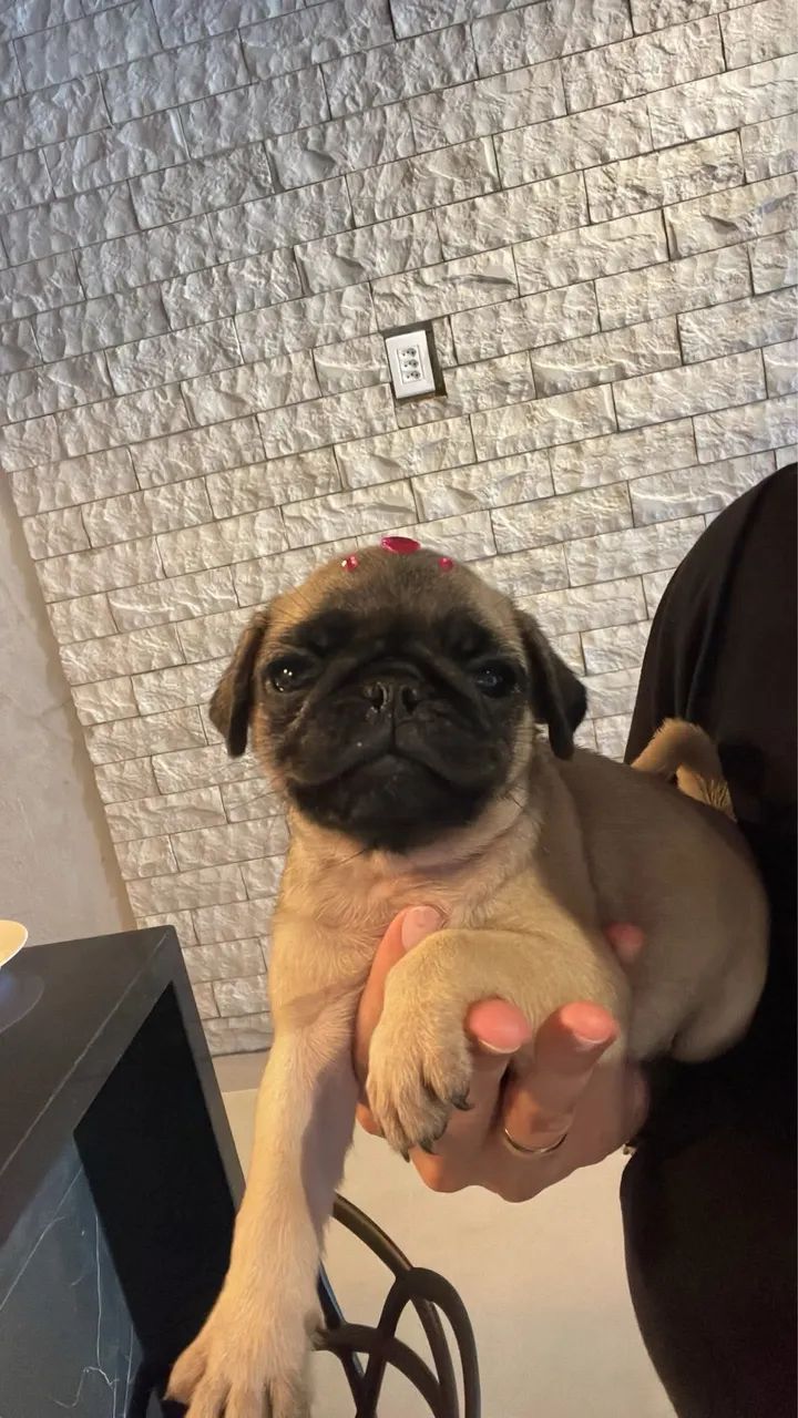 PUG 
