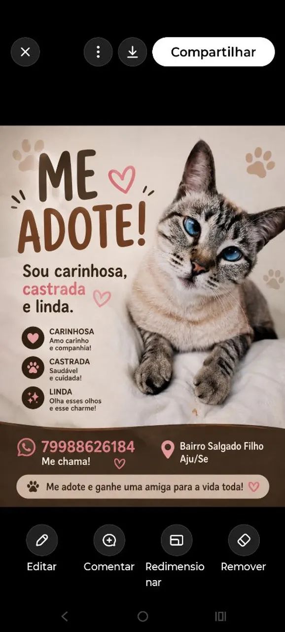 Gata para adoção 