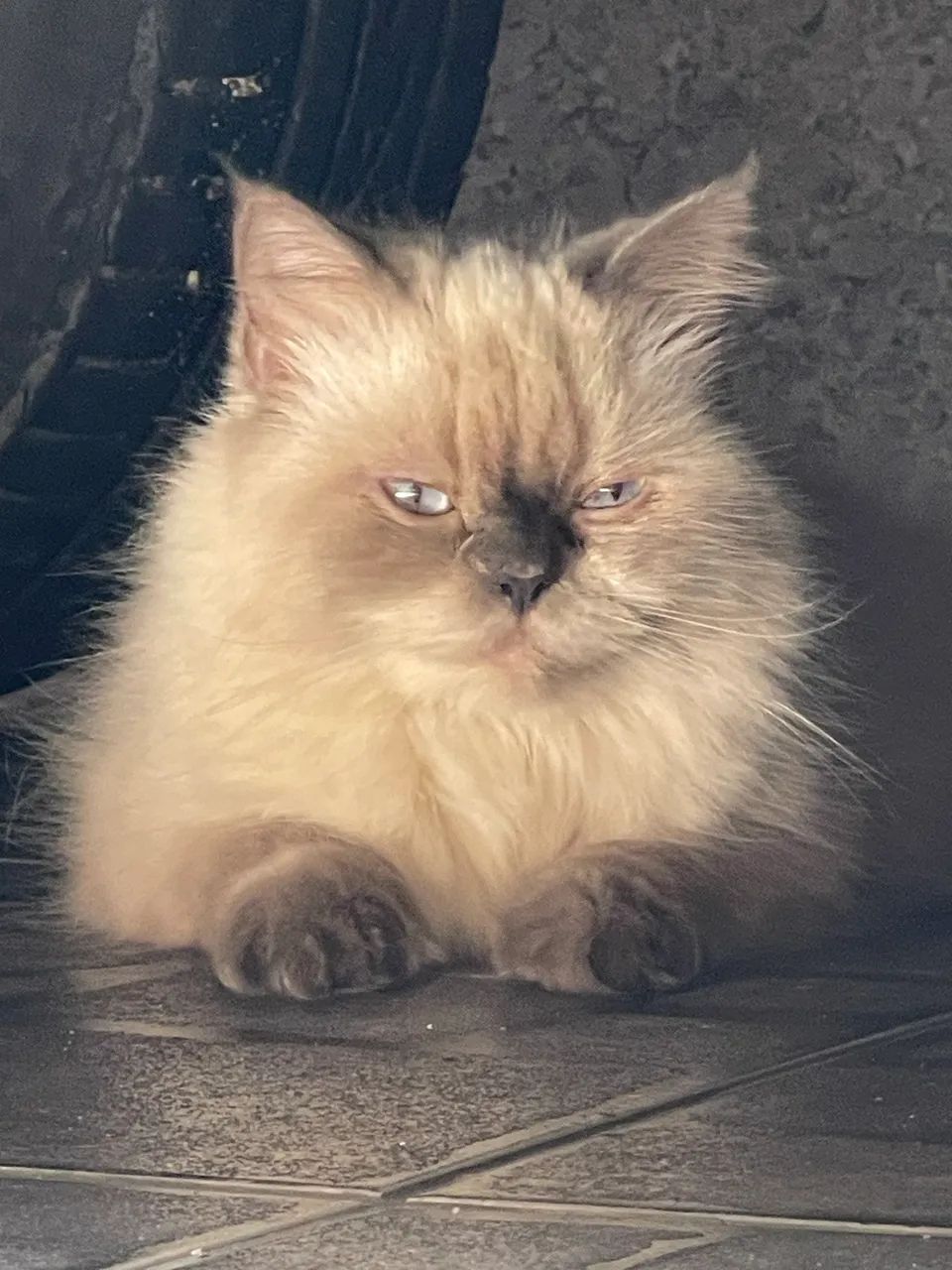 Gata persa  - Foto 3