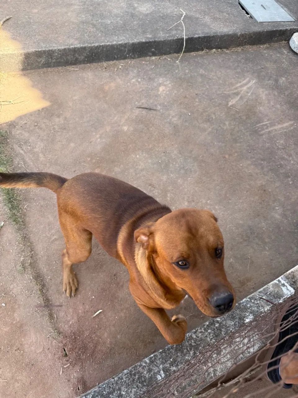 Cachorro - Foto 5