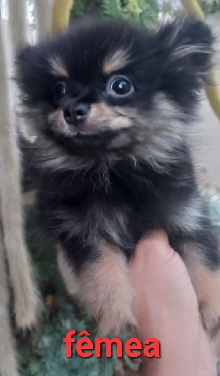 Spitz alemão  - Foto 2