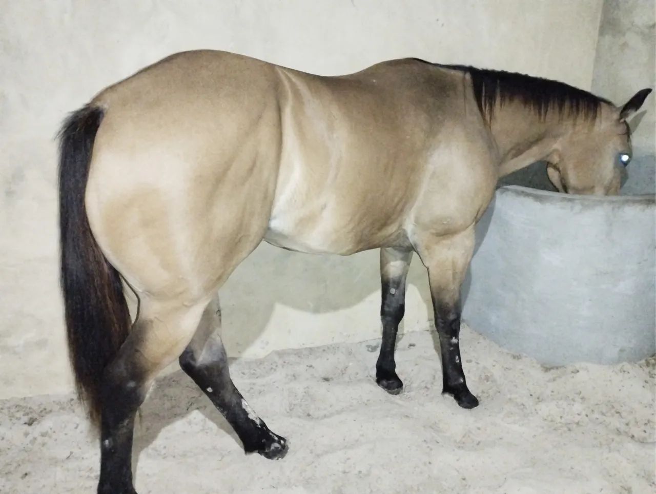 Cavalo de Esteira - Foto 3