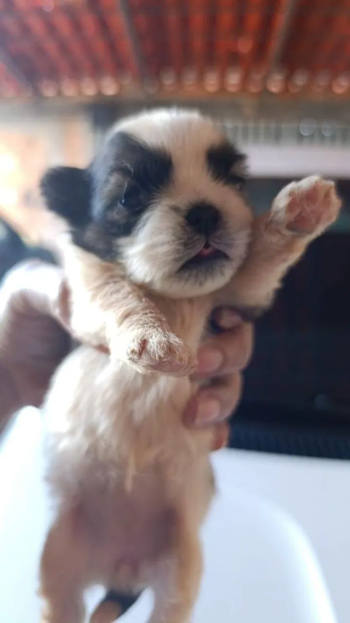 Shih Tzu macho puro  