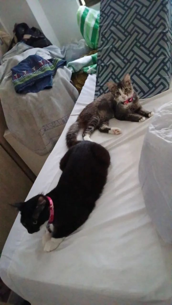 Gatinha Castrada para adoção  - Foto 4
