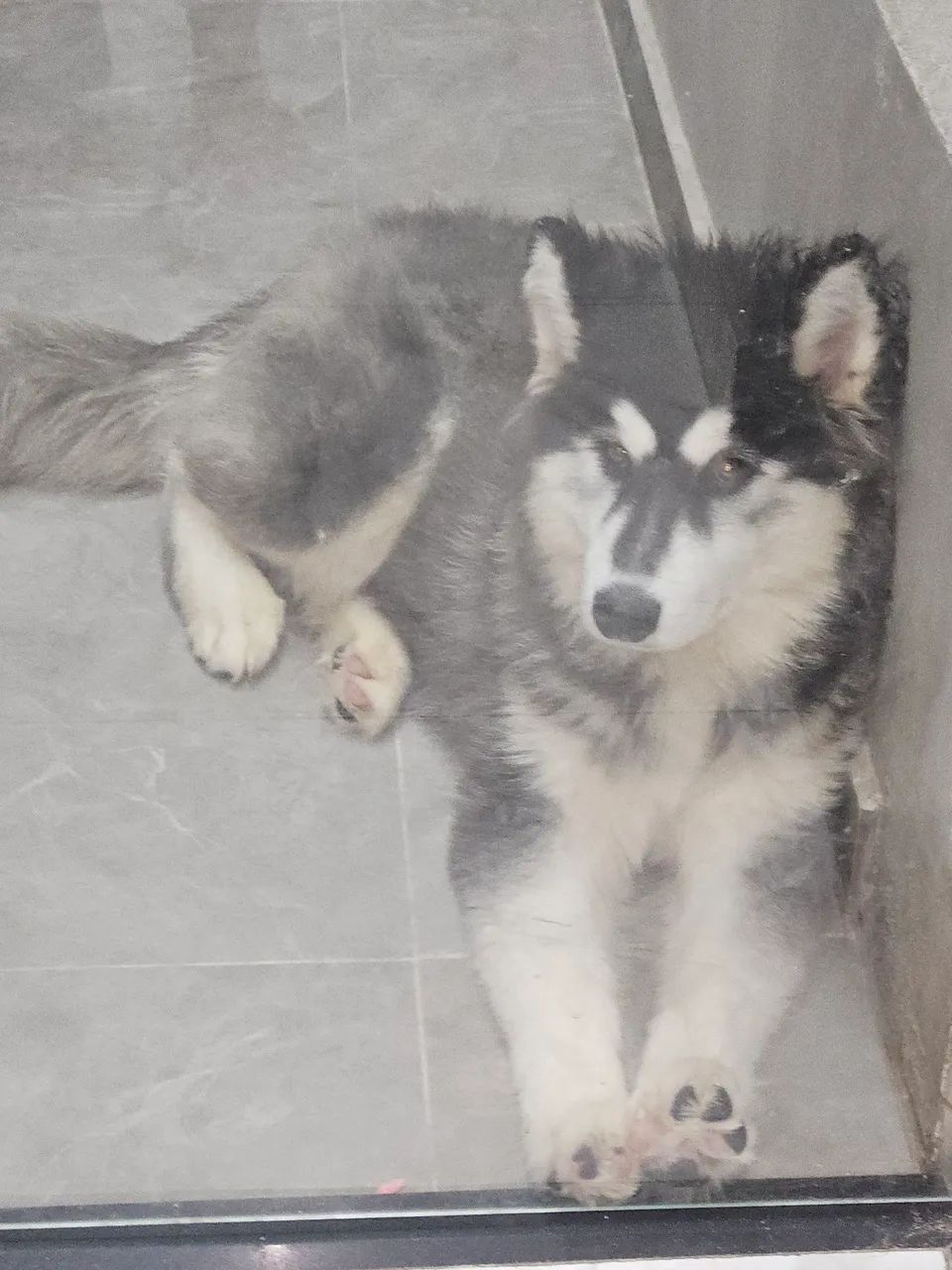 Husky Siberiano 