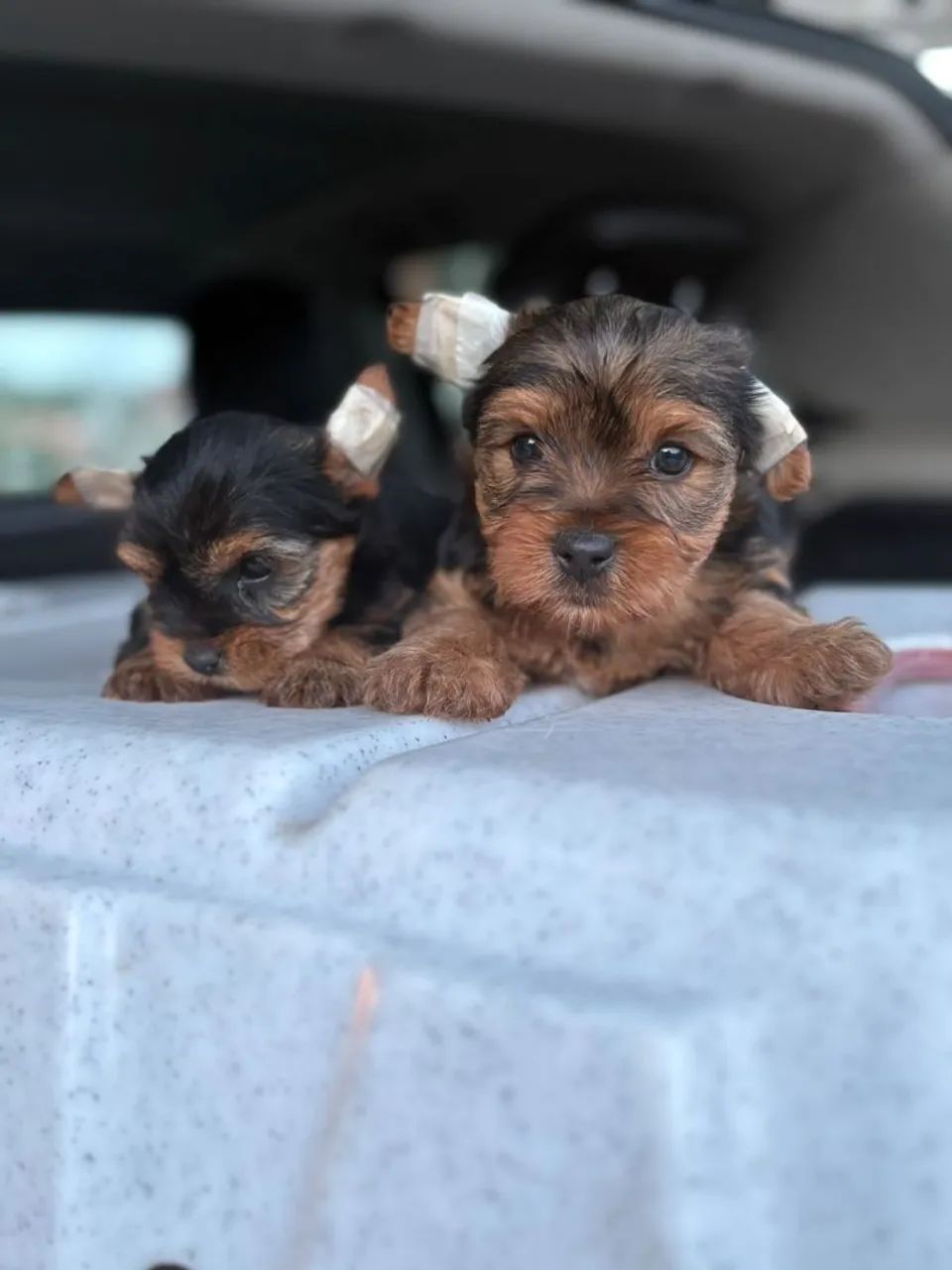 Yorkshire terrier - Foto 3