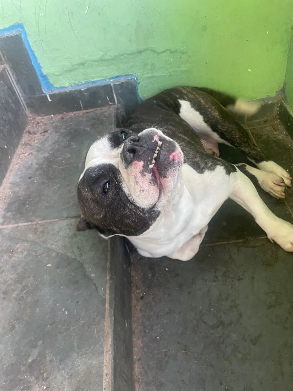 Cachorro - Foto 2