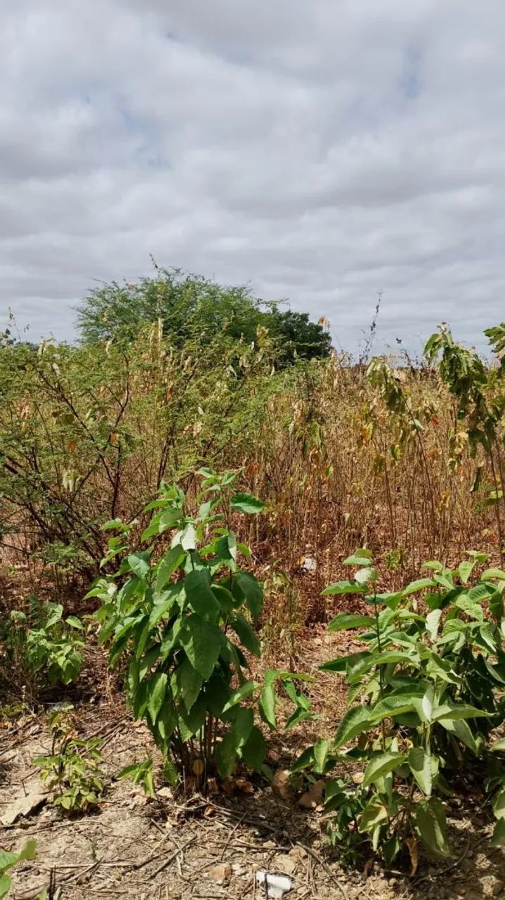 Terreno a venda  - Foto 3