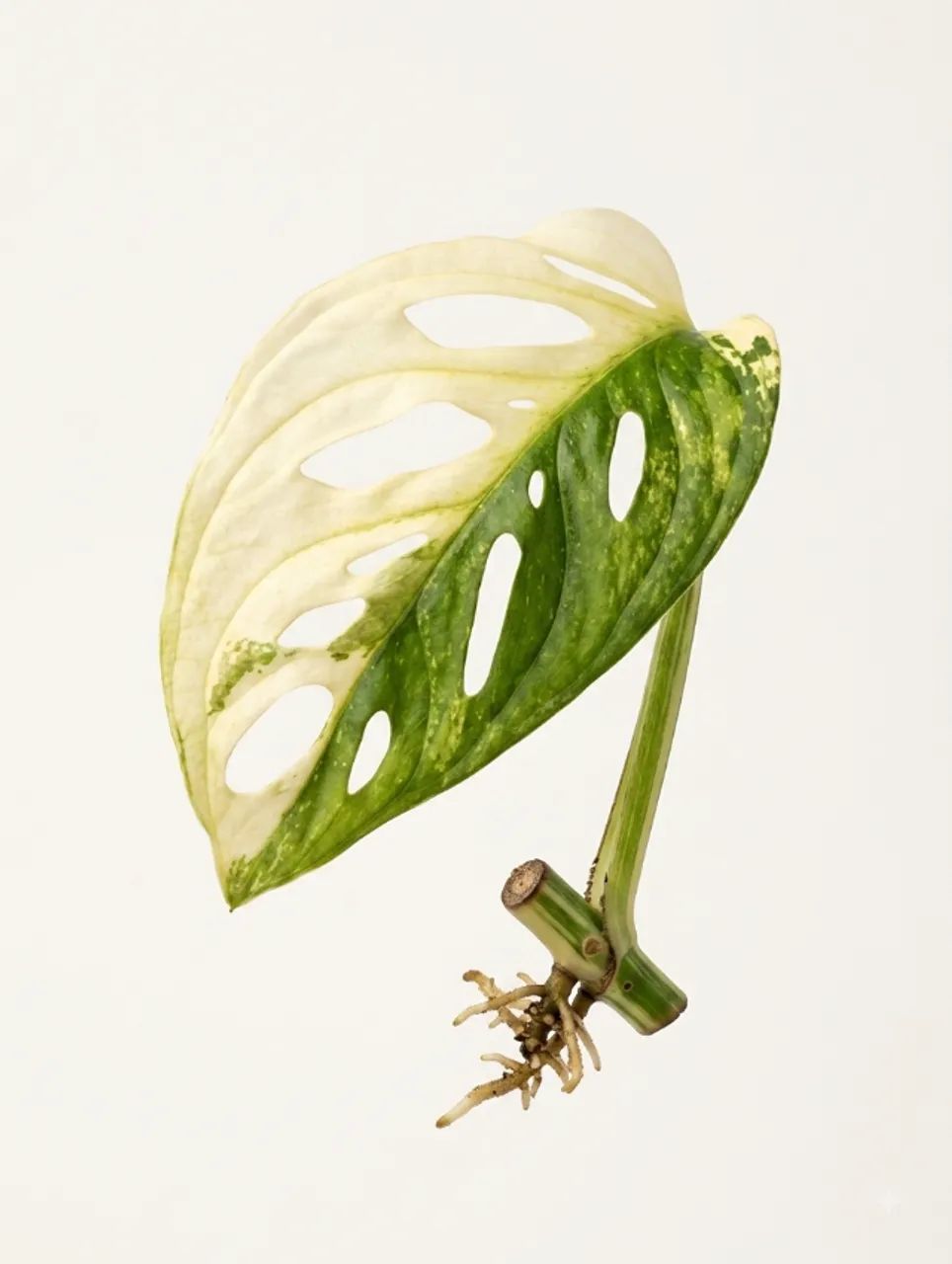 Muda Monstera Aldosani Variegata Enraizada
