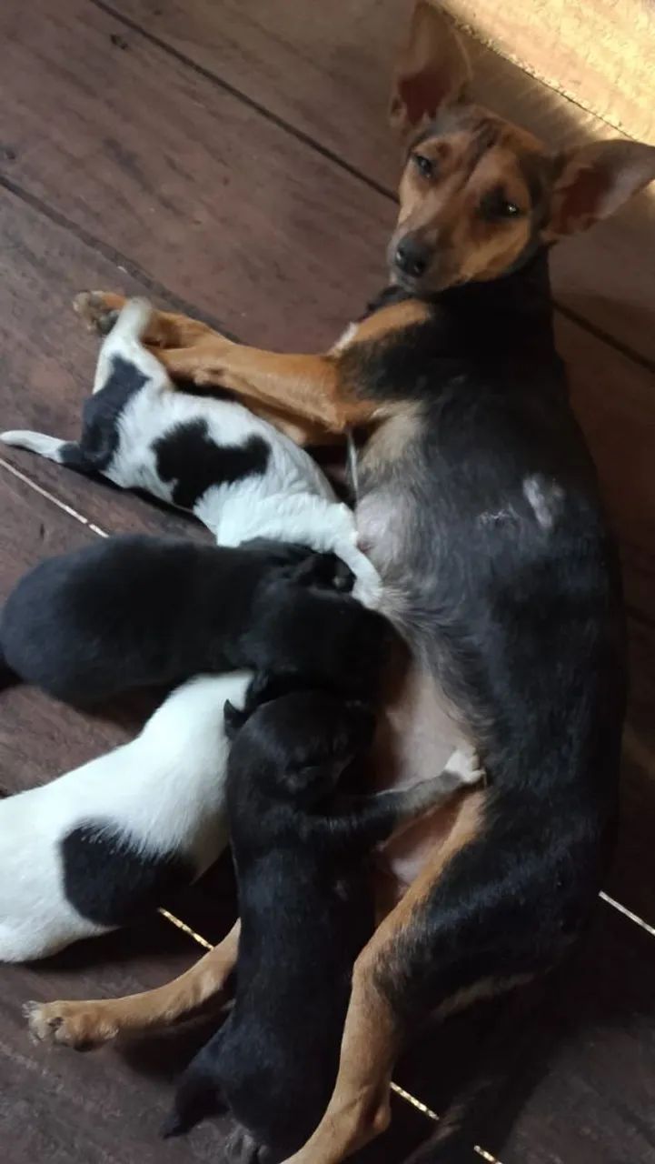 Filhotes de pinschers 