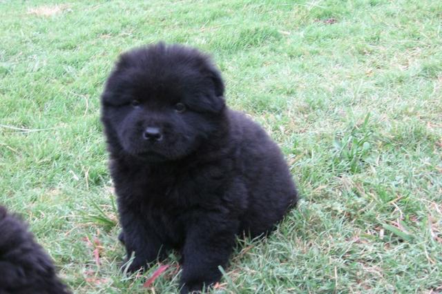 Chow Chow filhotes - Júlio Grava -
