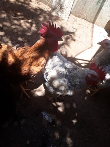 Galinhas