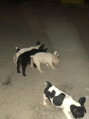 Bulldog Francês