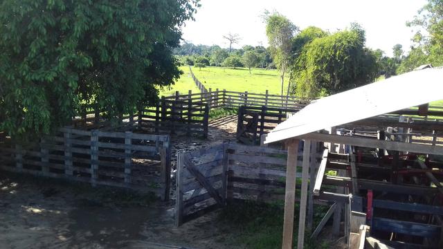 Vendo Fazenda em São João da baliza - Foto 3