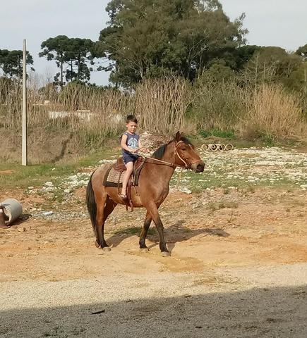 Cavalo Crioulo