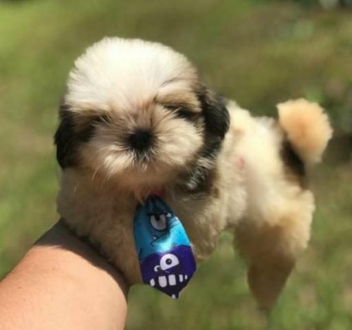 Shih Tzu seu amigo fiel está aqui