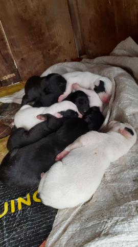 Galgos Greyhond