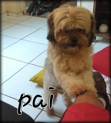 Filhote da raça shith tzu
