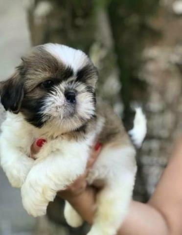 Fofuras de Shih Tzu a pronta entrega