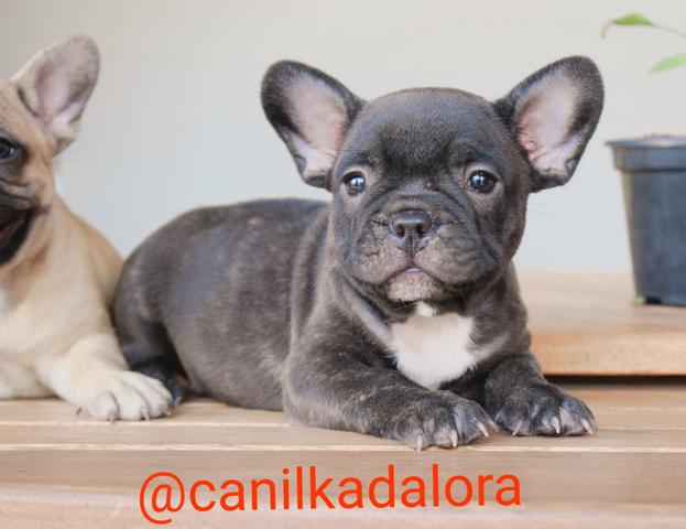 Filhotes de Bulldog frances com pedigree - Foto 3