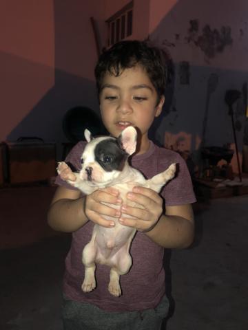 Bulldog Francês - Foto 4