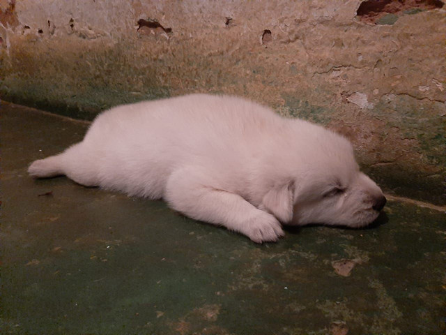 Vendo Husky fêmea - Foto 3
