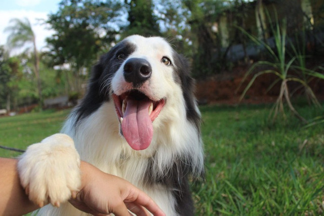 Cobertura disponível Border Collie ( Cor Rara) - Foto 3
