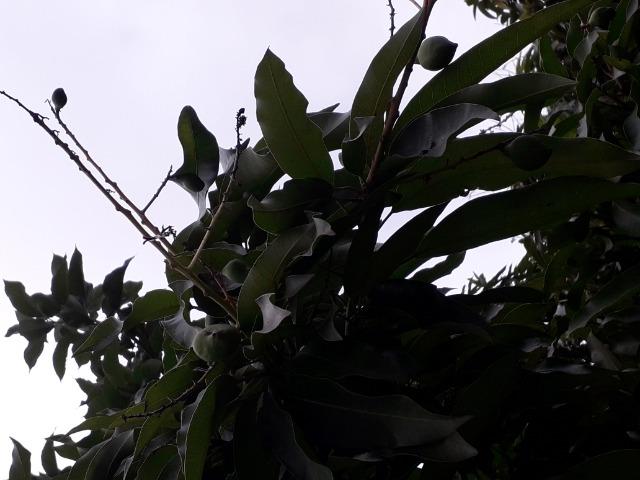 Casa no centro, oportunidade para montar ponto comercio - Foto 5