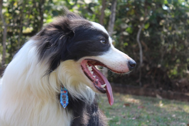 Cobertura disponível Border Collie ( Cor Rara) - Foto 5