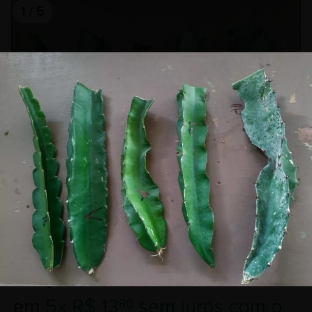 Mudas de Pitayas - Foto 2