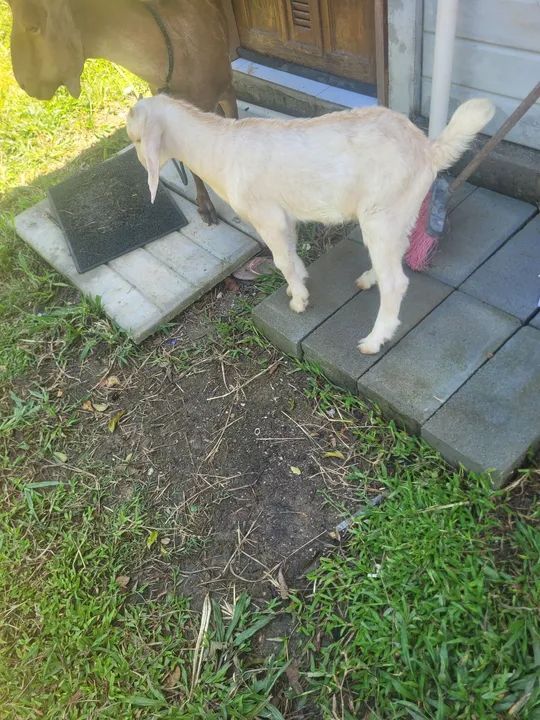 Cabrito para venda