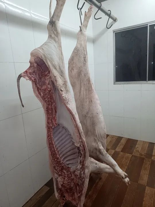 Venda de Porcos e Leitões - PROMOÇÃO DE NATAL/ RÉVEILLON  - Foto 3