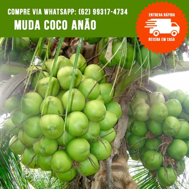 Muda de Coco Anão 