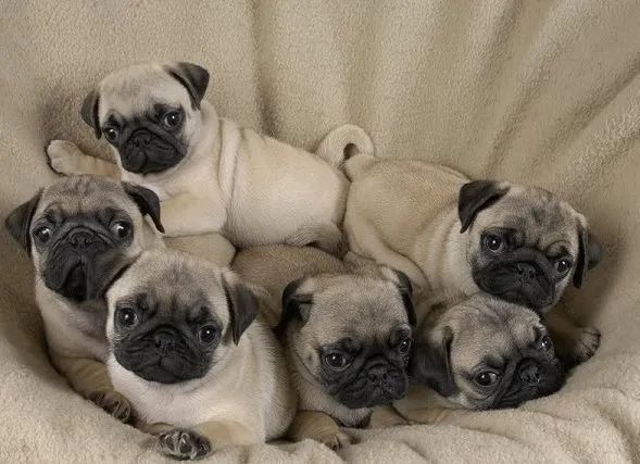 Pug todas as cores 