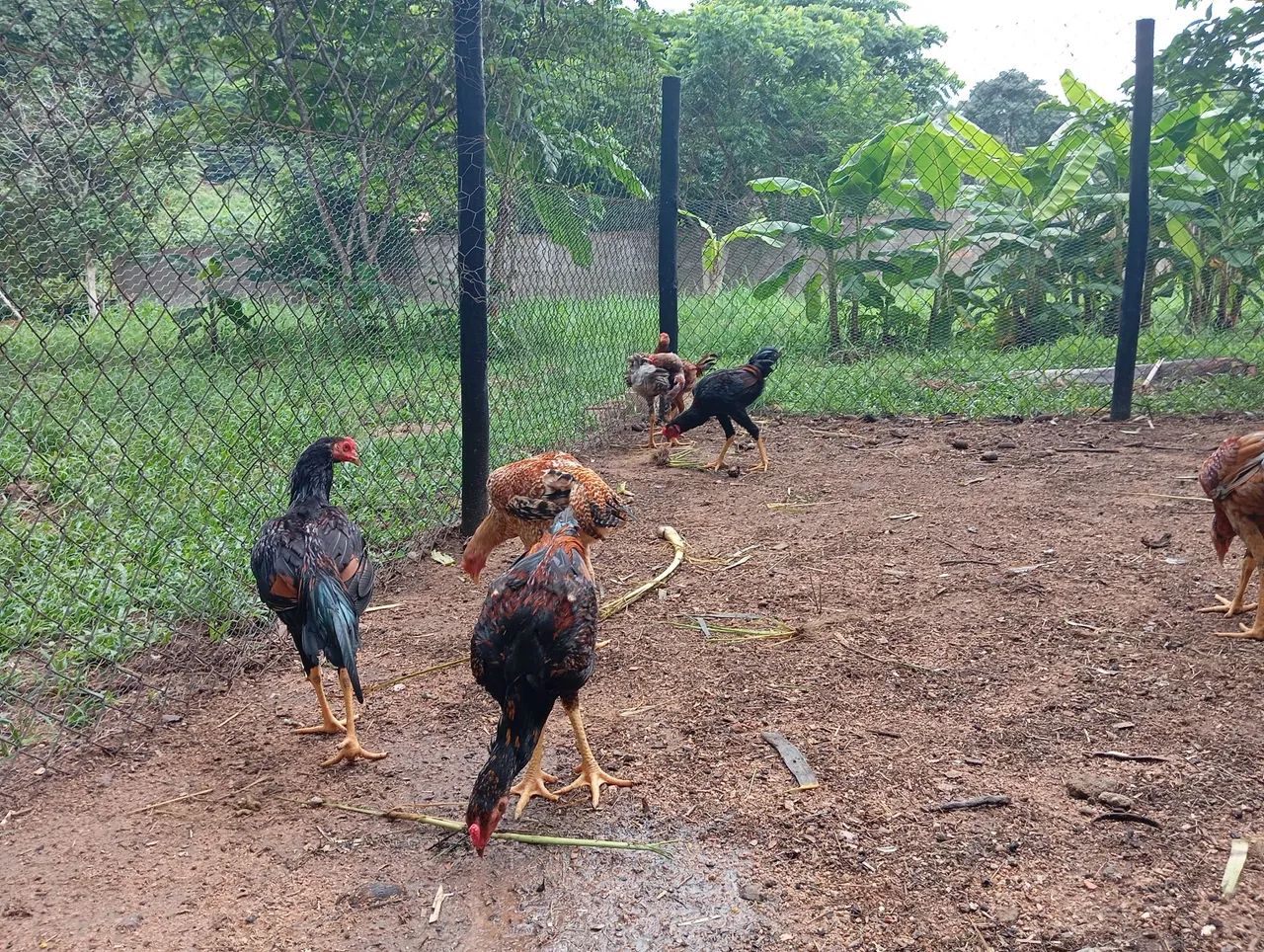 Frango caipira  - Foto 5