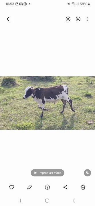 Vendo 6 macho 3 fêmea zap *  - Foto 4